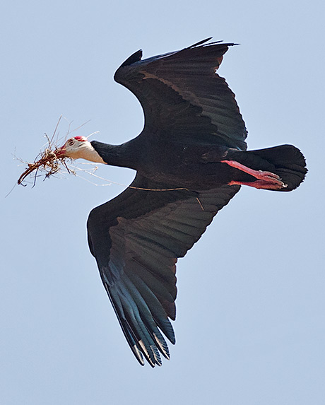 Bald Ibis carrying nest material